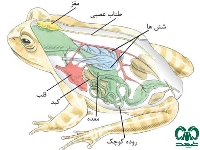 اندام‌های حسی 