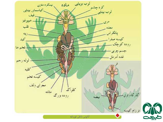 دستگاه تناسلی