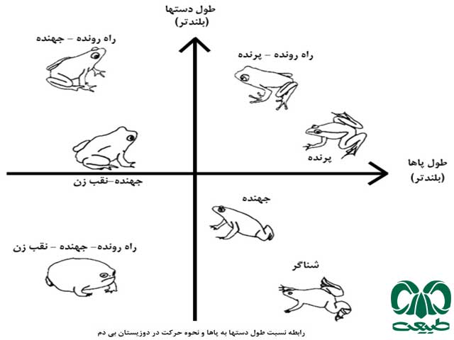 قورباغه‌ها 