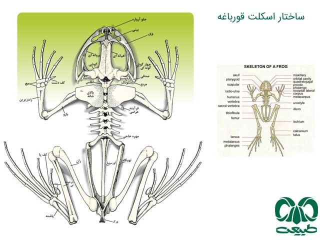 اسکلت قورباغه