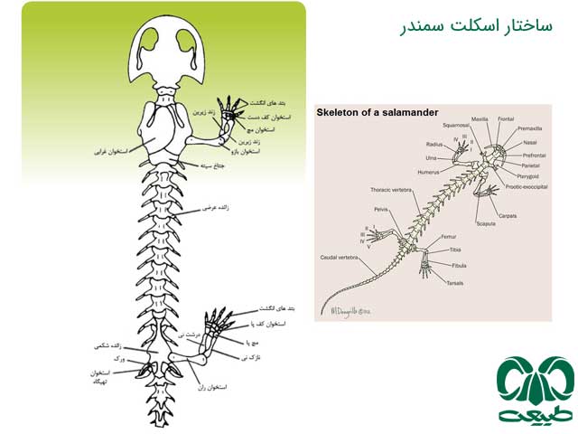 بدن سمندر