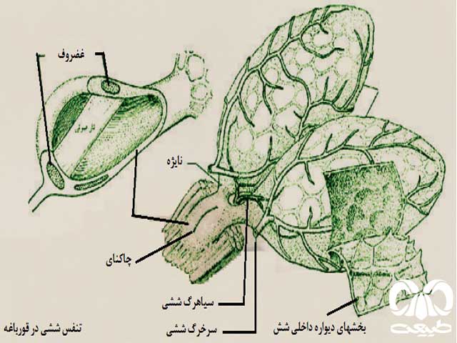 شش‌ها 