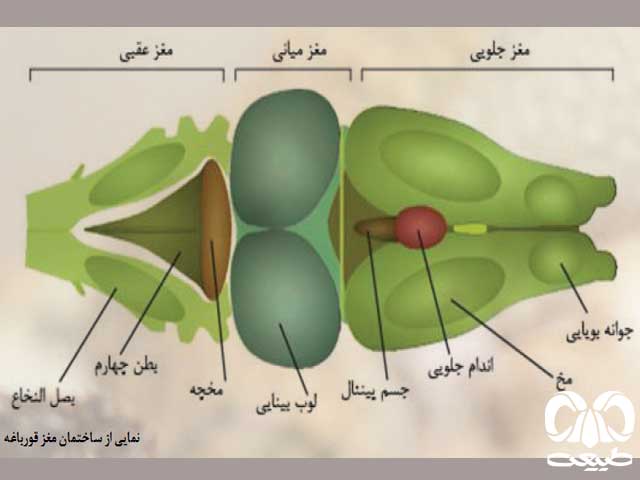 مغز قورباغه