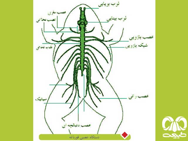 اعصاب قورباغه