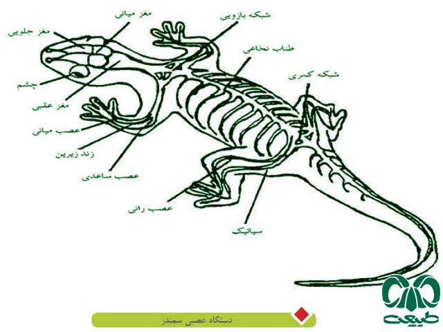 دستگاه عصبی