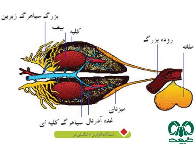  دوزیستان نر