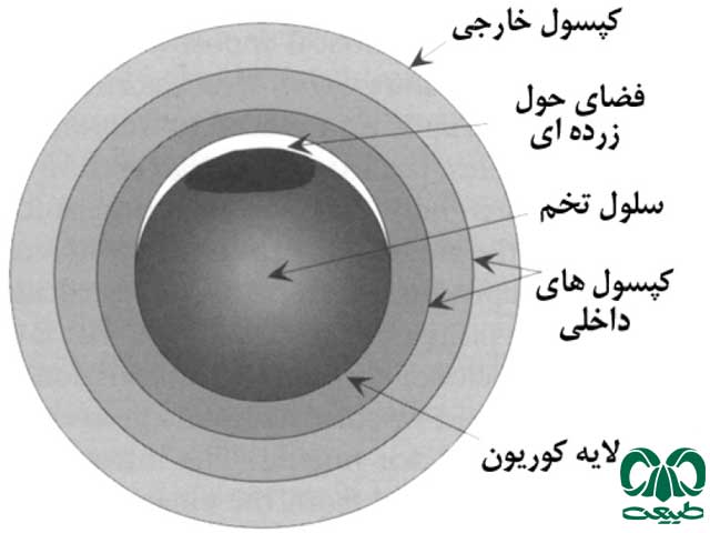 تخمگذاری در گونههای مختلف تخمگذاری