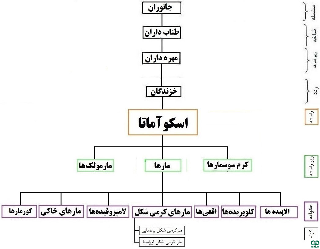 طبقه‌بندی خانواده مارهای کرمی‌شکل