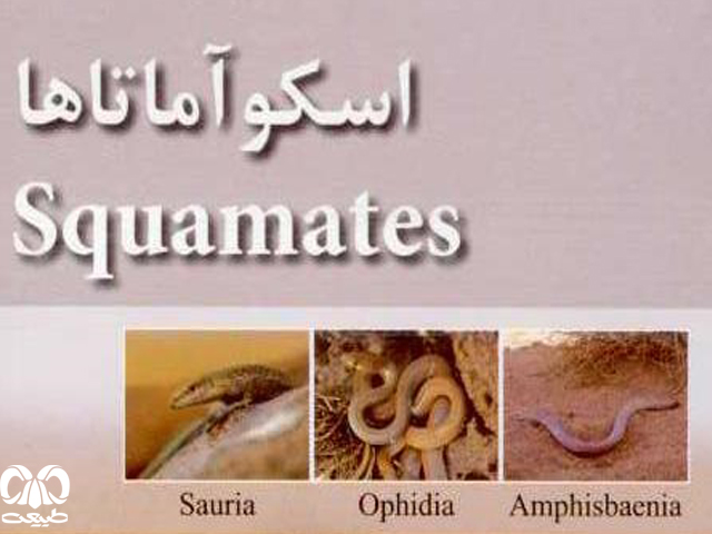 راسته اسکوآماتا دومین راسته مهرهداران راسته اسکوآماتا