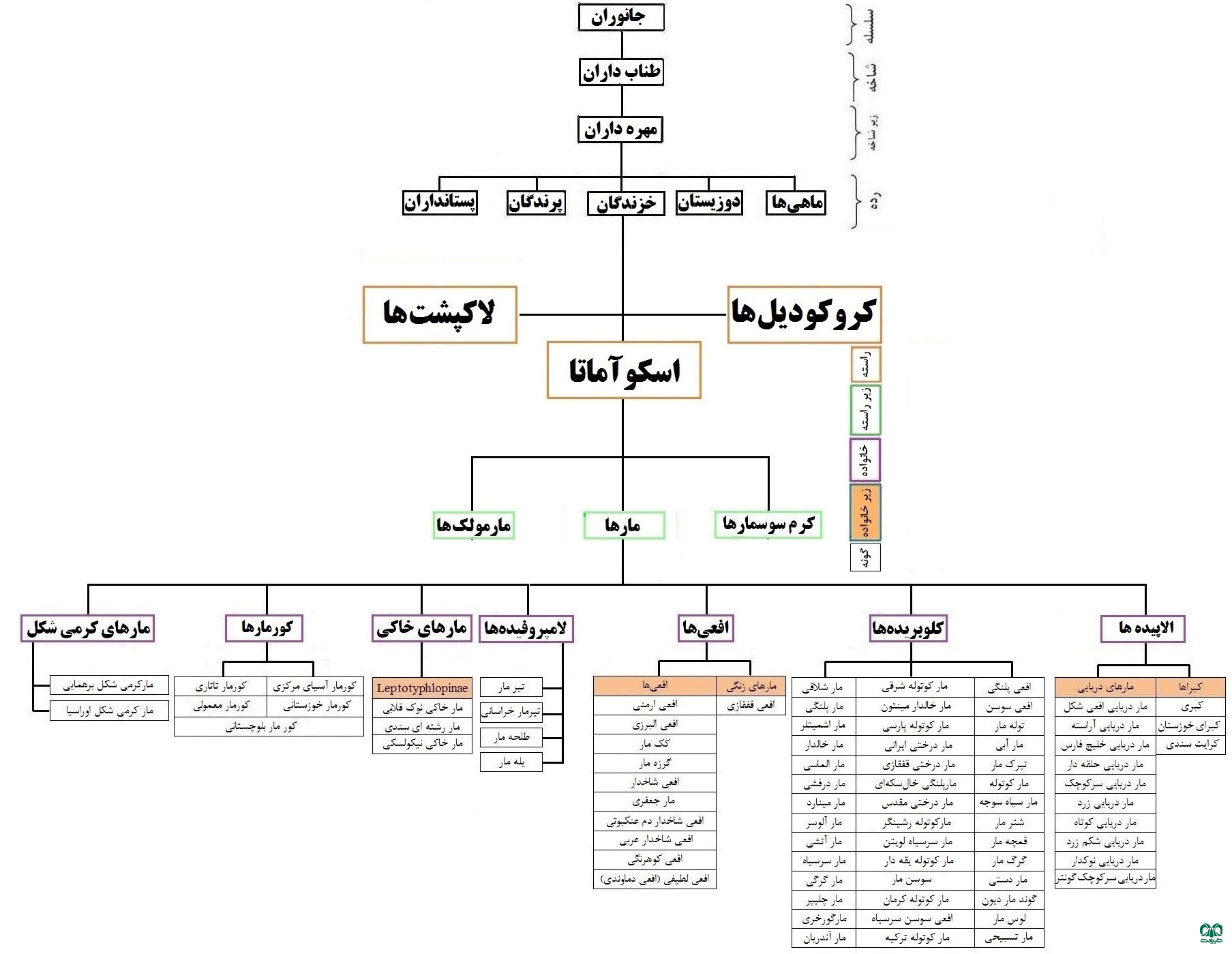 زیر راسته مارها