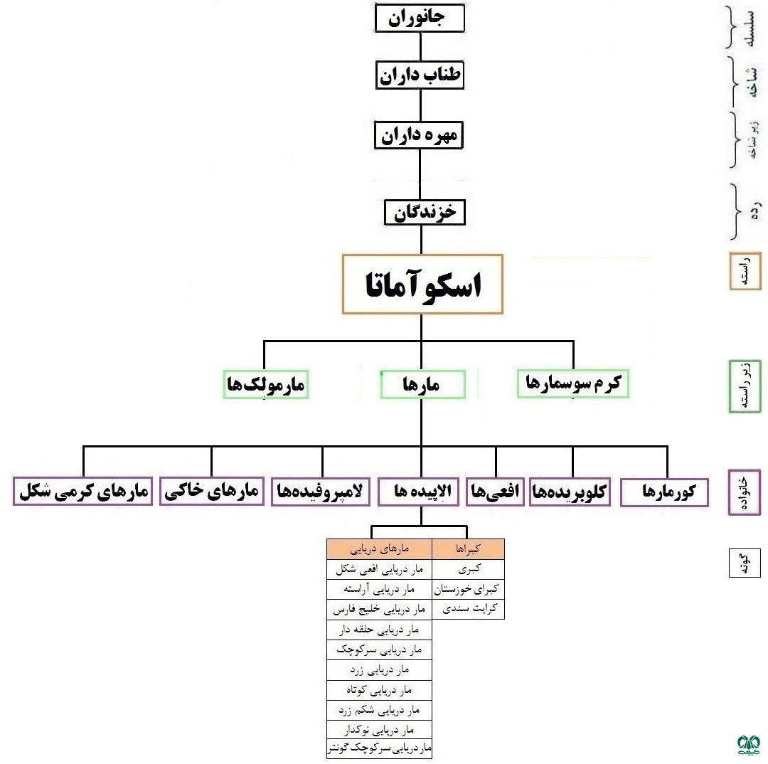 زیرخانوداه مارهای کبری