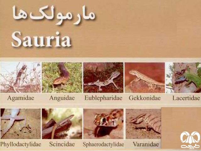 زیر راسته مارمولک‌ها Sauria 