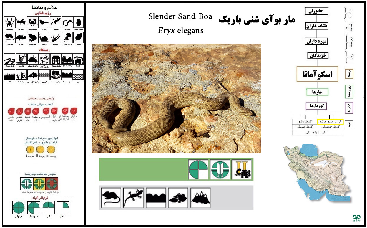 گونه کورمار شنی