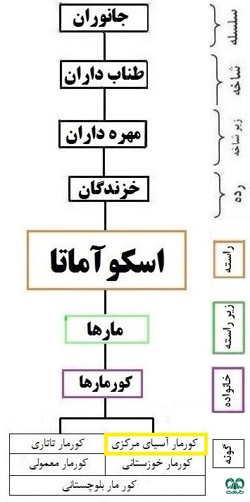 طبقه‌بندی مار بوآی شنی باریک