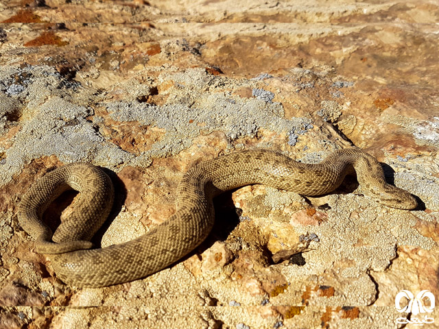 Slender Sand Boa