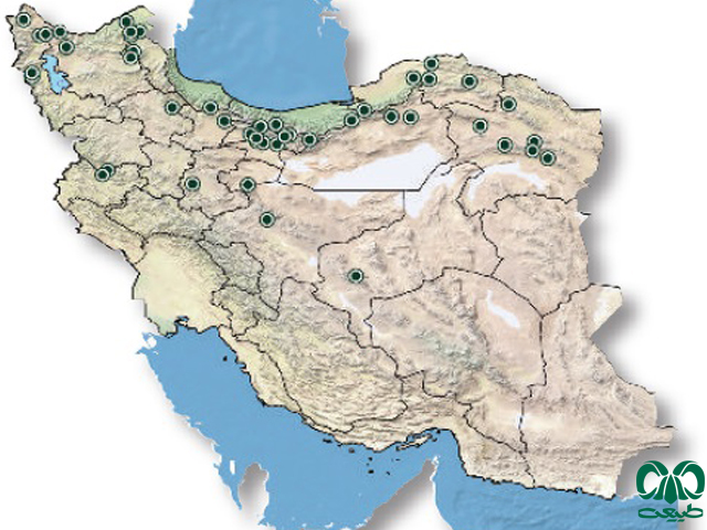 فراوانی گونه آگامای قفقازی در ایران