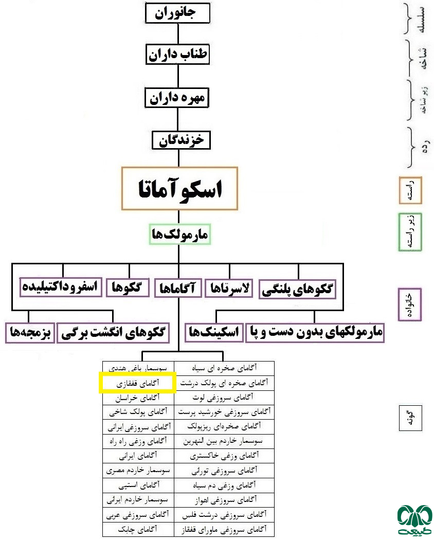 طبقه بندی گونه آگامای قفقازی