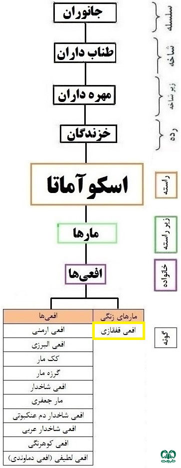  طبقه‌بندی گونه افعی قفقازی