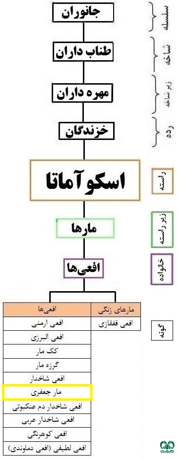 طبقه‌بندی گونه مار جعفری