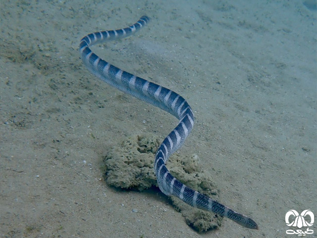 گونه مار دریایی آراسته Ornate Sea Snake