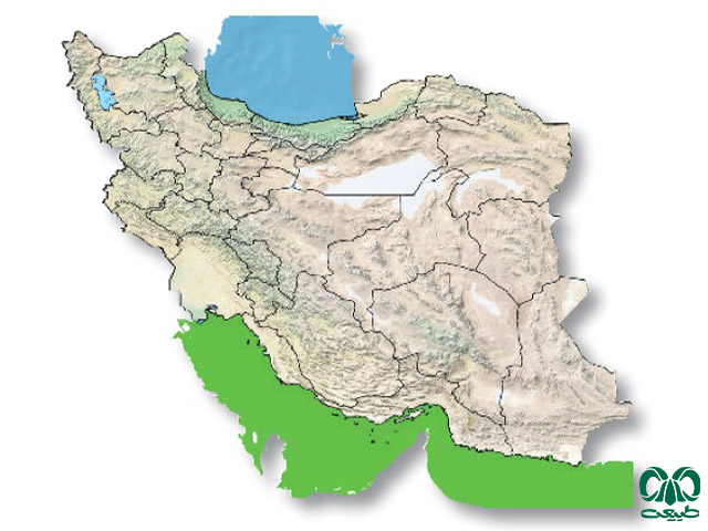 مار دریایی آراسته در ایران