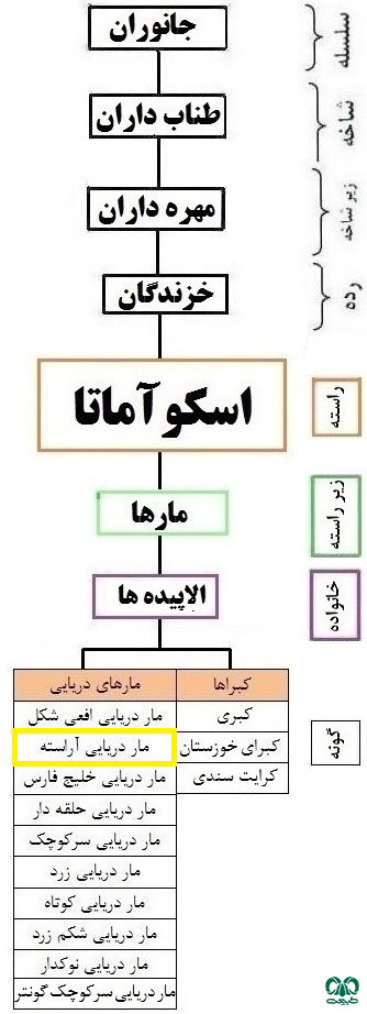 طبقه‌بندی گونه مار دریایی آراسته