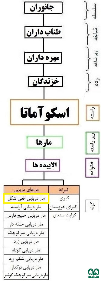 طبقه‌بندی گونه مار دریایی افعی شکل