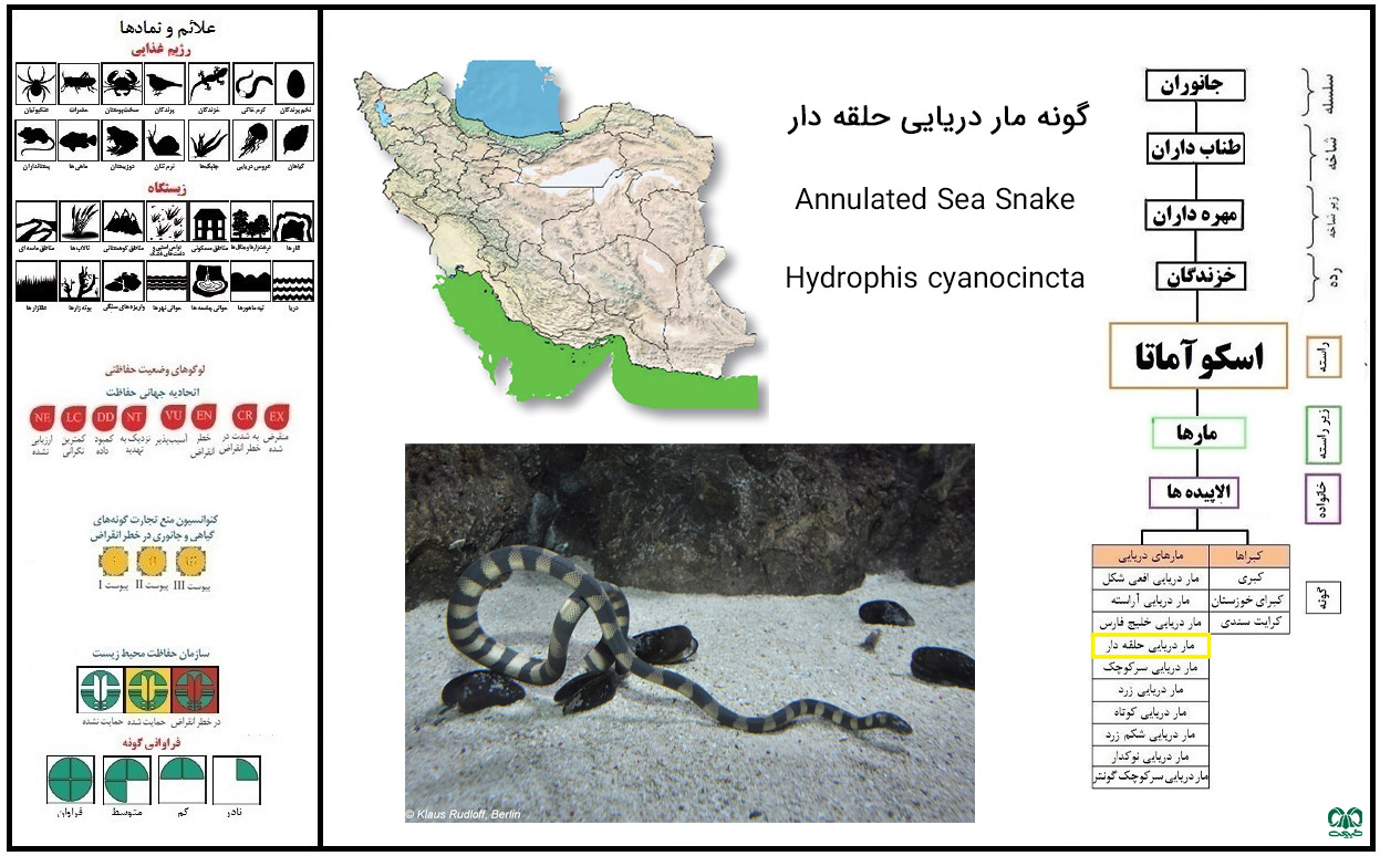 مارهای دریایی