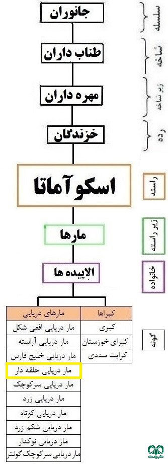 طبقه‌بندی گونه مار 