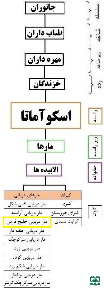 طبقه‌بندی گونه مار دریایی خلیج فارس