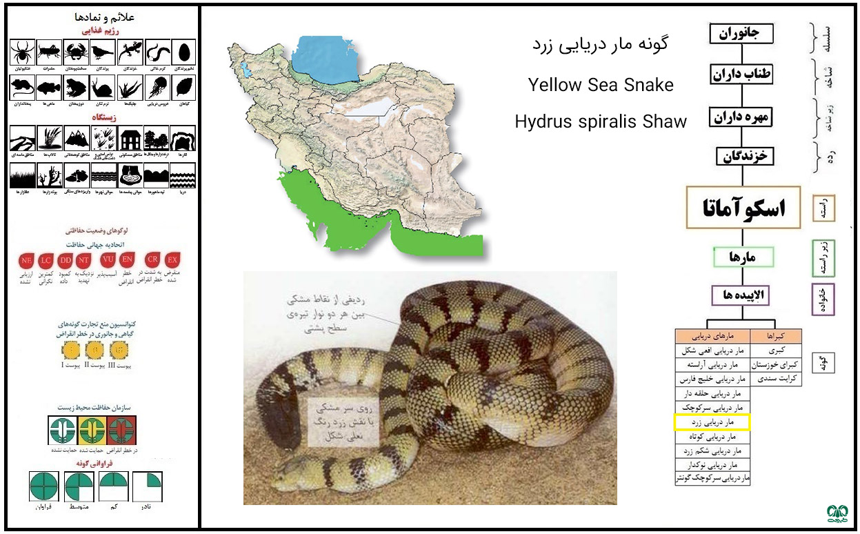 بزرگ‌ترین مار دریایی 