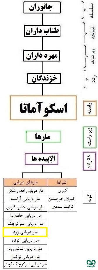 طبقه‌بندی گونه مار دریایی زرد