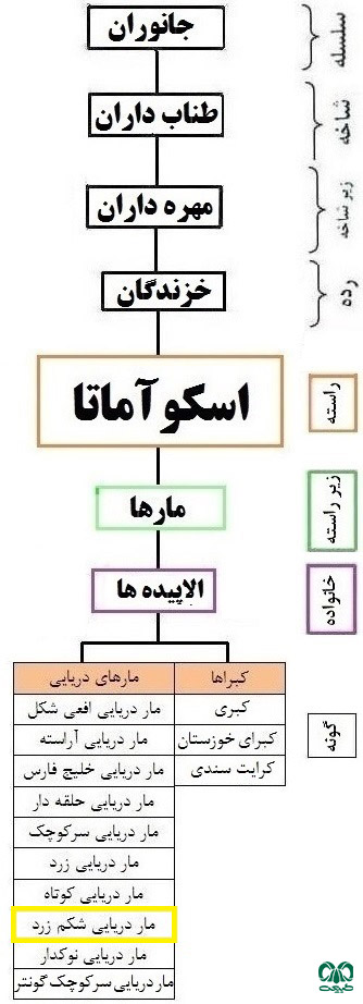 طبقه‌بندی گونه مار دریایی شکم زرد