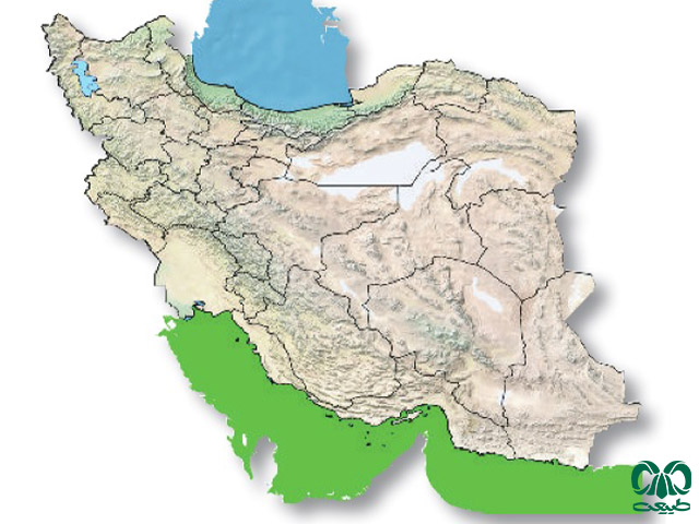 مار دریایی نوک دار در ایران