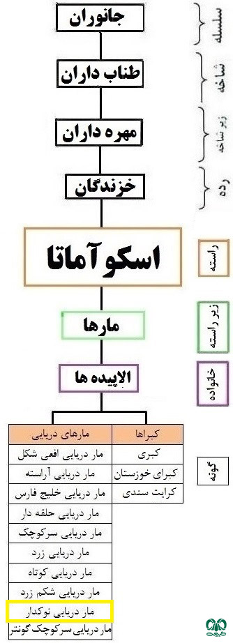 طبقه‌بندی گونه مار دریایی نوک دار