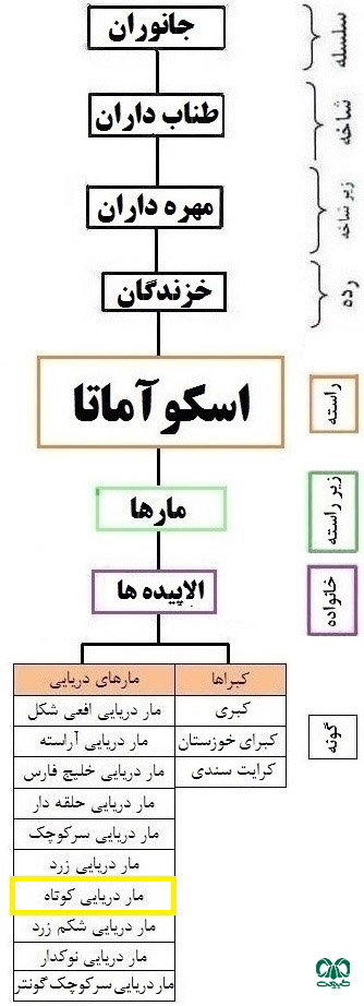 طبقه‌بندی گونه مار دریایی کوتاه