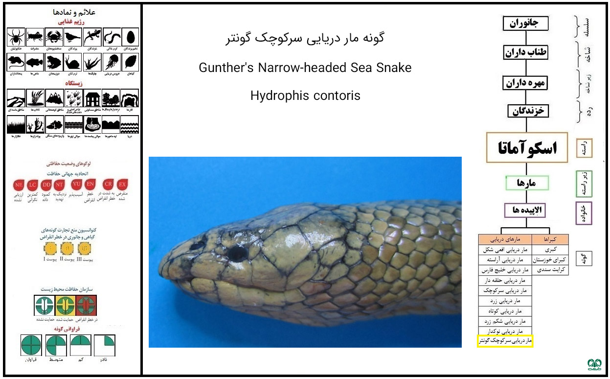 گونه مار دریایی سرکوچک گونتر Gunther's Narrow-headed Sea Snake گونه مار دریایی سرکوچک گونتر