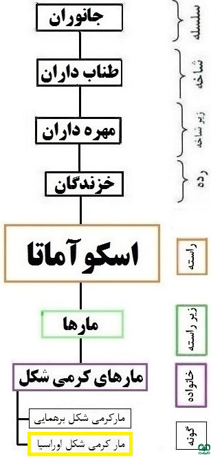  طبقه‌بندی گونه مار کرمی‌شکل اوراسیا