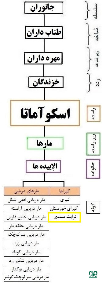  طبقه‌بندی گونه مار کرایت سندی