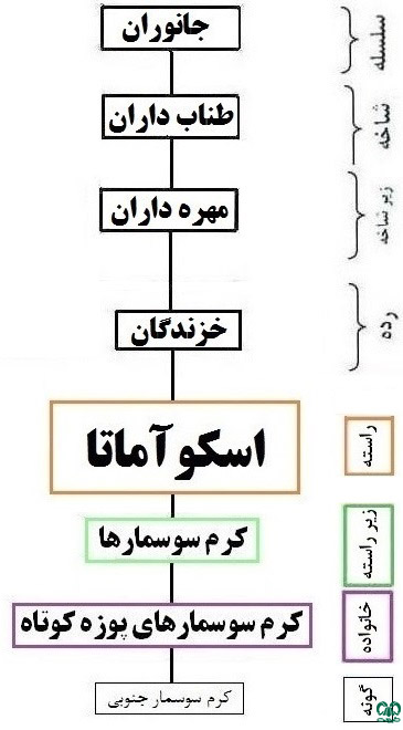 طبقه بندی گونه