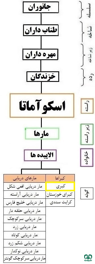 طبقه‌بندی گونه کفچه مار