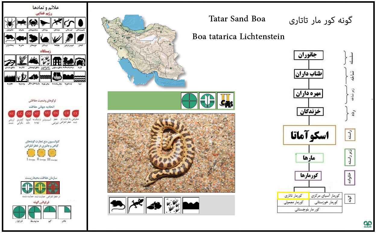 گونه کورمار تاتاری