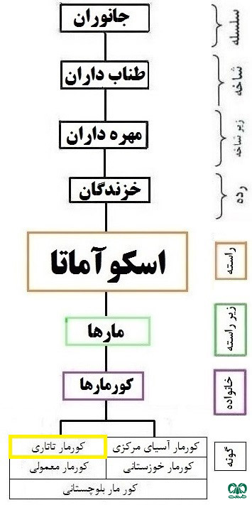 طبقه‌بندی گونه کورمار تاتاری