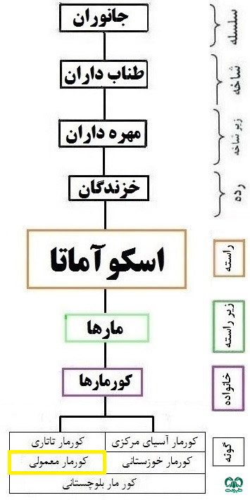 طبقه‌بندی گونه کورمار معمولی