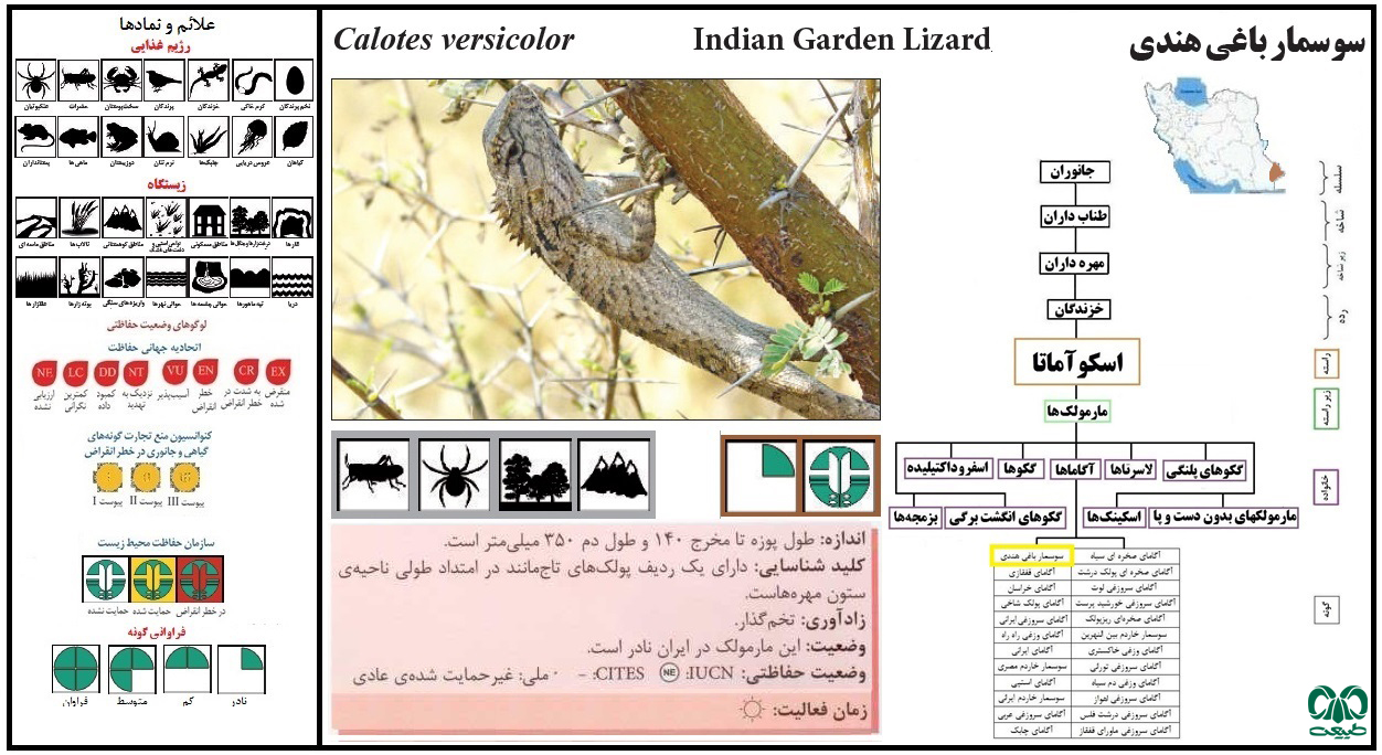  سوسمار باغی هندی 