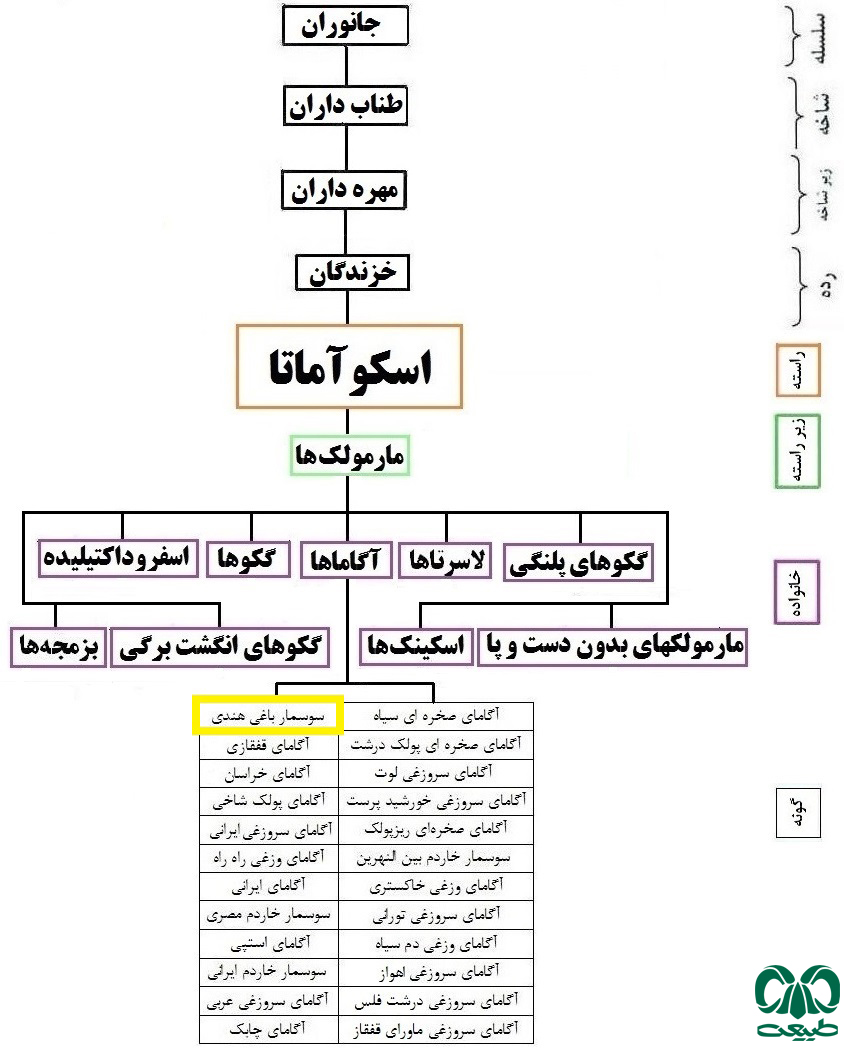 طبقه بندی گونه سوسمار باغی هندی