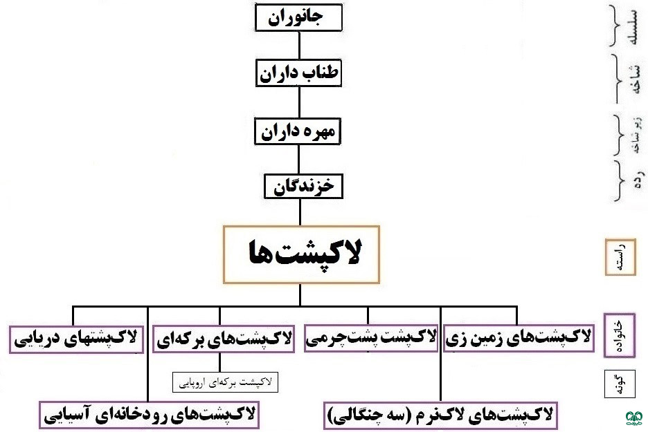 طبقه بندی خانواده لاکپشت‌های برکه‌ای