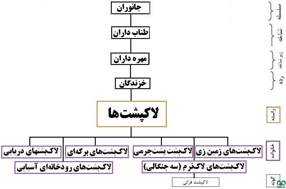 لاکپشت سه چنگالی