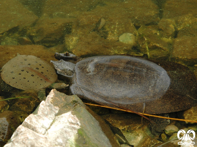 لاکپشت‌های لاک نرم در دنیا 