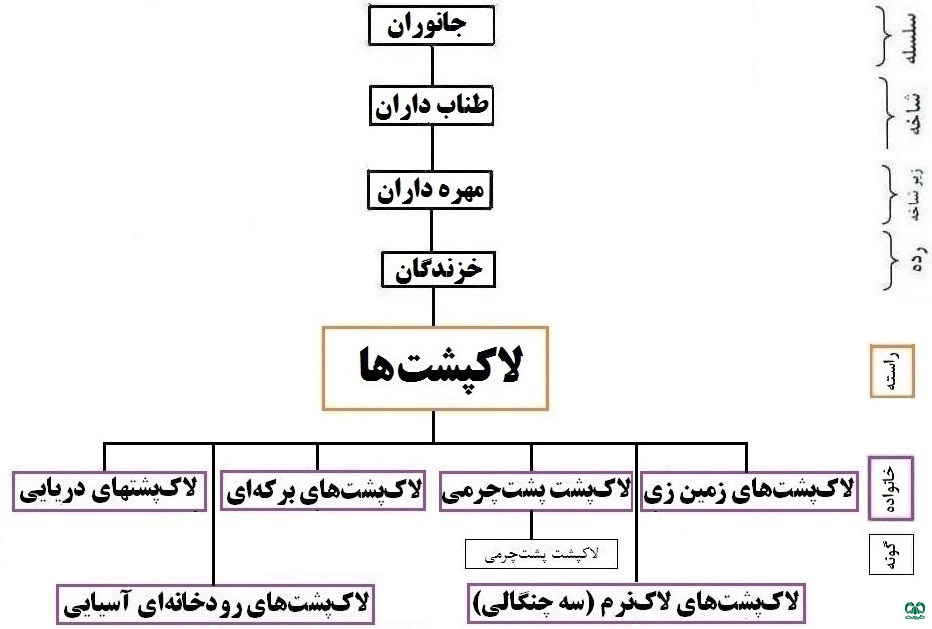 طبقه بندی خانواده لاکپشت پشت چرمی